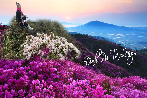 Hoa đỗ quyên đỉnh Pu Ta Leng Lai Châu