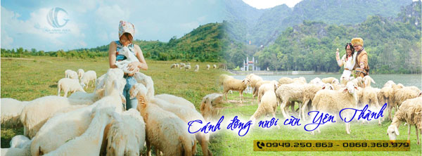 Cánh đồng nuôi cừu Yên Thành Nghệ An