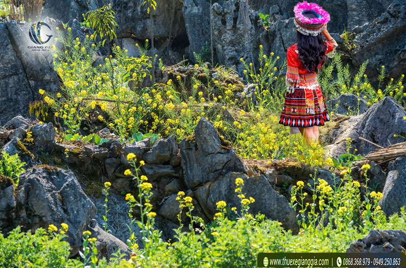 Mùa hoa cải trên thung lũng đá ở Hà Giang