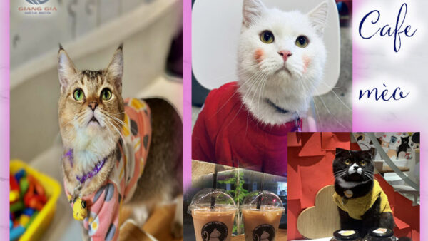 Bastet’s Home quán cà phê mèo Hà Đông